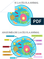 Celula Animal Primaria Completa y Colorea