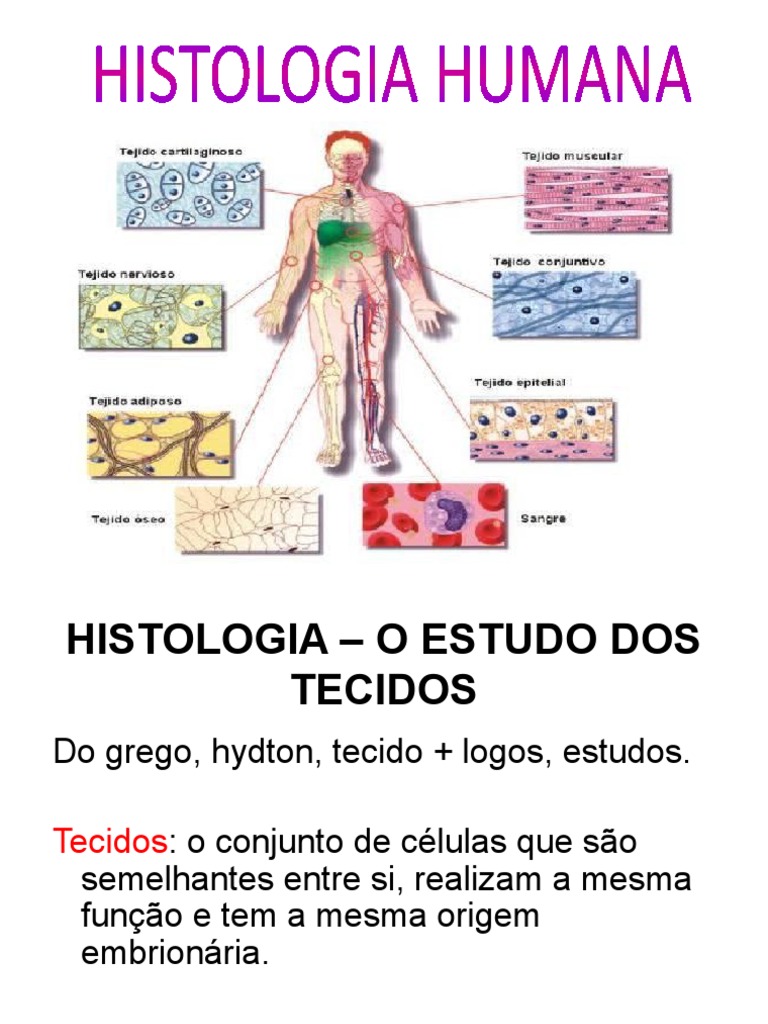 Características e Tipos de Tecidos Epiteliais | PDF | Epitélio | Histologia, image size:768x1024