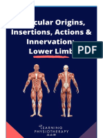 Lower Limb Muscle Origins, Insertions & Actions
