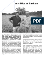 Biodynamic Rice at Barham: David and Andrew Mcconnell in Rice Crop - Ready To Harvest in 2 Weeks