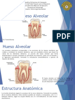 Hueso alveolar: estructura, función y desarrollo