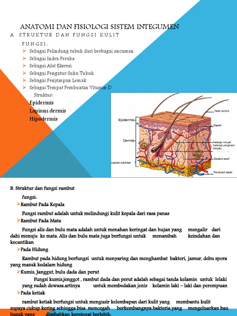Anatomi Dan Fisiologi Sistem Integumen | PDF