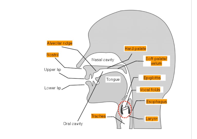 Alveolar Ridge Hard Palate Soft Palate/ Velum PDF