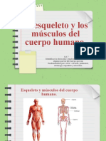 El Esqueleto y Los Músculos Del Cuerpo Humano