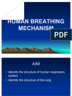 Human Breathing Mechanism