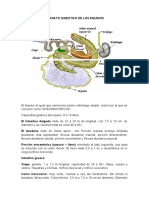 Aparato digestivo equino: estómago simple, intestino delgado de 22-24m e intestino grueso con ciego de 1-1.2m