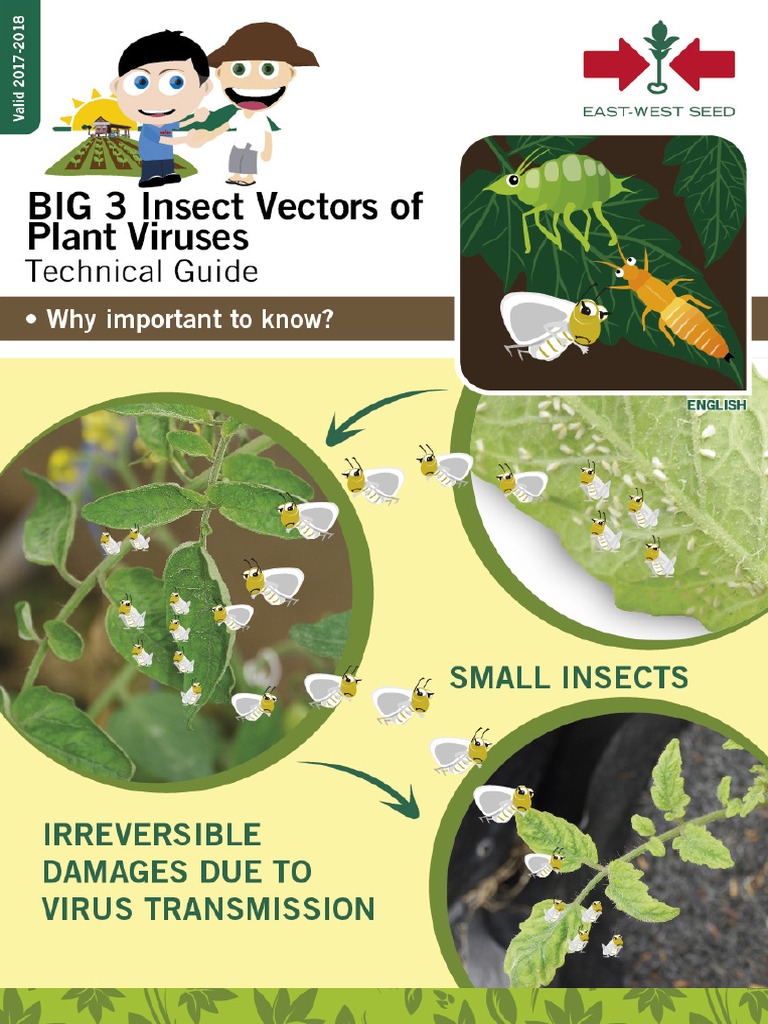 BIG 3 Insect Vectors of Plant Viruses | PDF