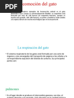 Anatomía Del Gato Estructura Y Funciones Pdf Gatos Esqueleto