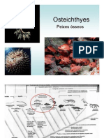 Osteichthyes