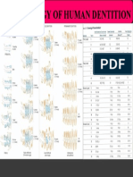Chronology of Human Dentition