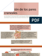 Valoración de Los Pares Craneales