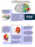 El Cerebro