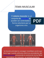 El Sistema Muscular