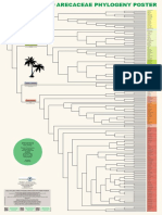 Tree Palms at Arecaceae Phylogeny Poster