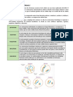 Etapas de La Profase I de La Meiosis I