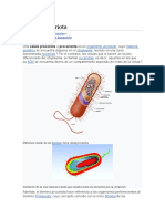 Célula Procariota