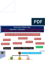 Sesiones 1 y 2 Biología Molecular