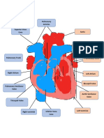 Pulmonary Arteries Superior Vena Cava Aorta