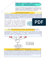 Sofia Quishpe Infografia Kappa Caseina