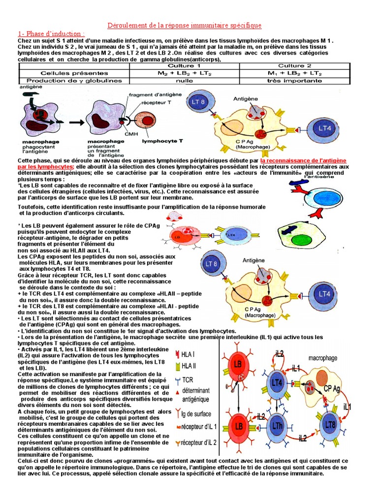 Déroulement de la réponse immunitaire | PDF | Système immunitaire ...