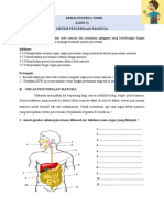 Organ Pencernaan Manusia