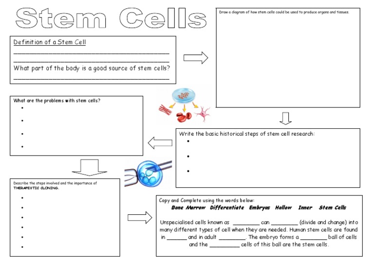 Stem Cell Worksheet PDF