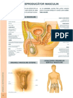 Aparatul Reproducator