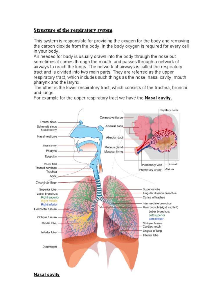 Structure of the respiratory system 2 | Respiratory Tract | Lung