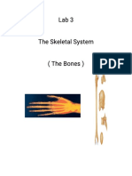 Lab3 Theskel Et Alsyst em (Thebones)