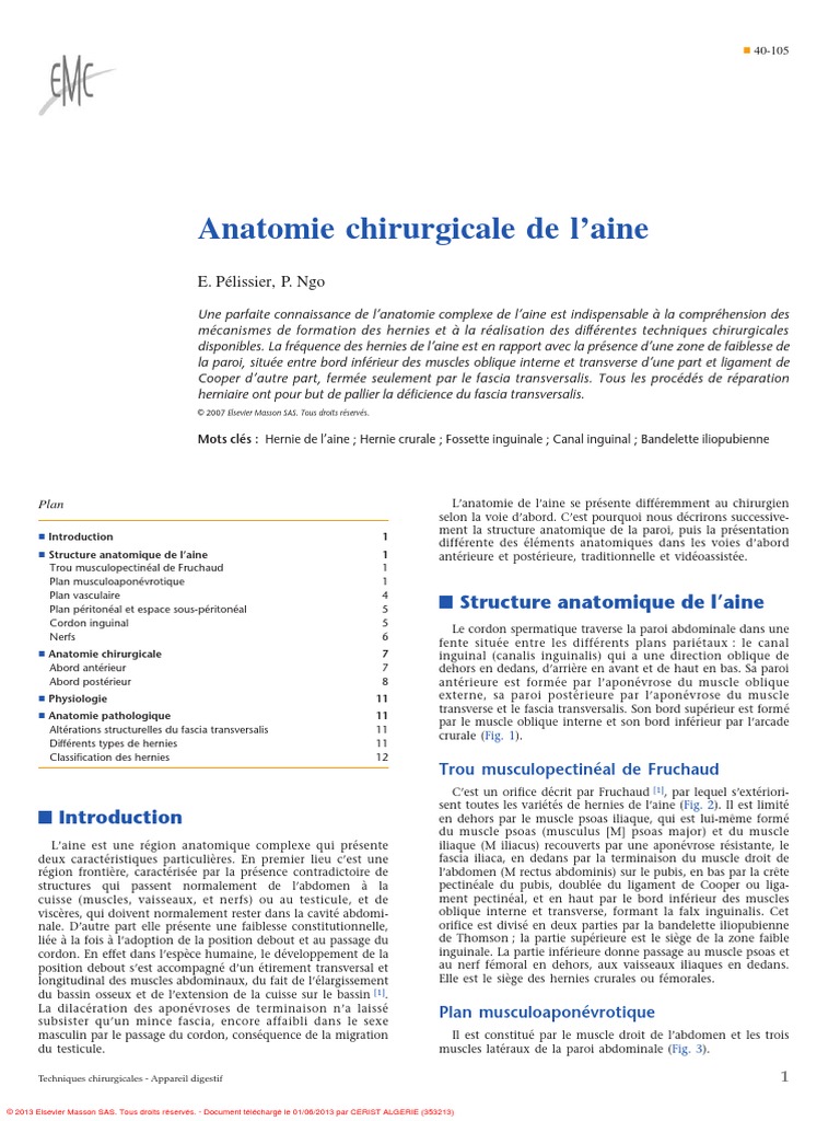 Anatomie de L'aine | PDF | Péritoine | Vaisseau sanguin