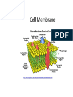 Cell Membrane: John Lenyo Corrina Perez Hazel Owens