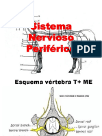 Sistema nervioso periférico y cauda equina