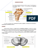 Anatomia do Cerebelo