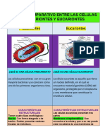 Cuadro Comparativo Entre Las Células Procariontes y Eucariontes