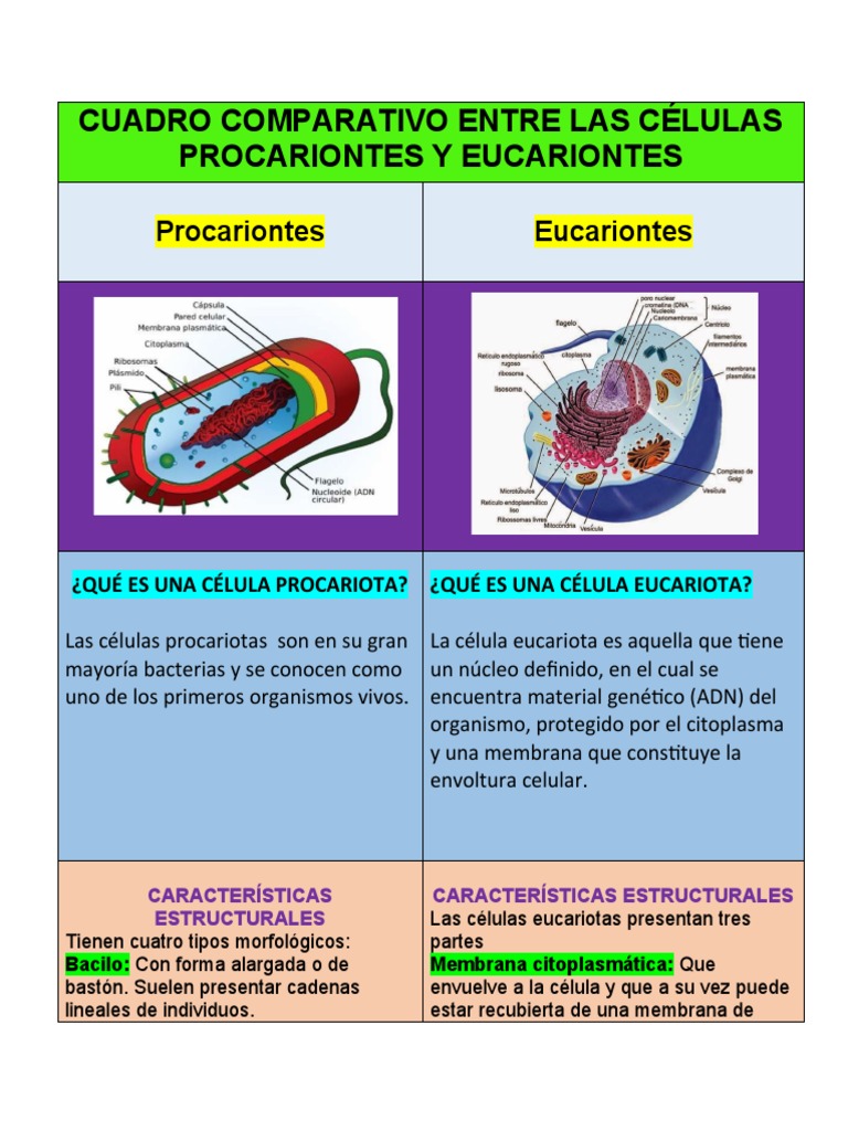 Comparativa de Células Procariotas y Eucariotas | PDF | Biología ...