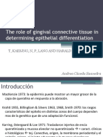 The Role of Gingival Connective Tissue in Determining Epithelial Differenciation ESPAÑOL