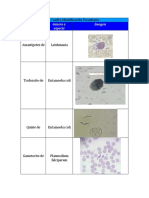 Cuadro Identificación Parasitaria Lab