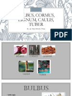 Bulbus, Cormus, Lignum, Caulis