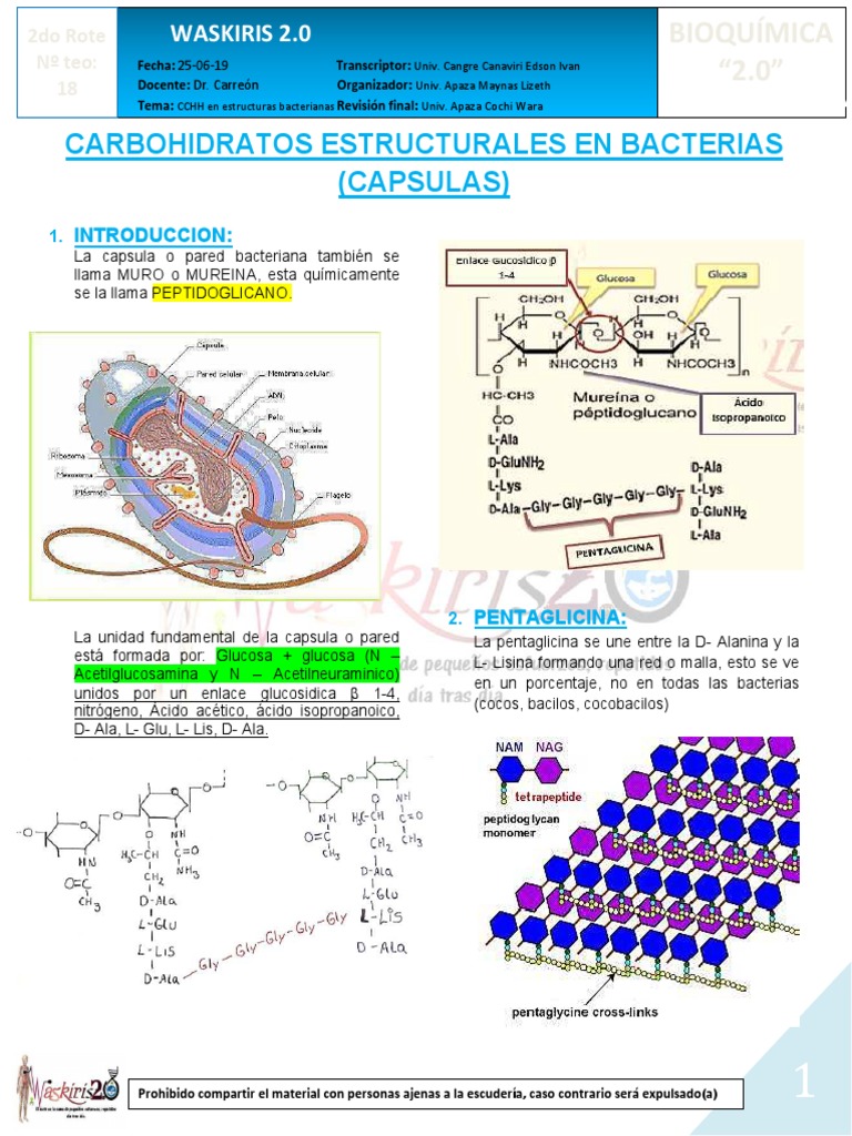 18-B-25!06!19 Carbohidratos Estructurales en Las Bacterias | PDF ...