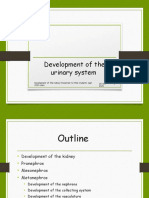 Development of The Kidney