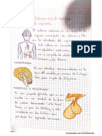 Sistema Endocrino Cuaderno