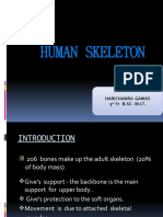Human Skeleton: Harichanra Gawas 3 Yr B.SC. M.I.T