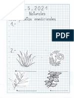 Tema Plantas Medicinales