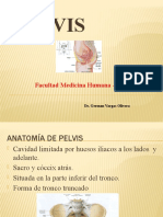 Osteoartrologia de La Pelvis 2018. Diafragma Pelviano (1)