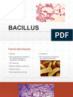 Bacillus 140930134246 Phpapp02