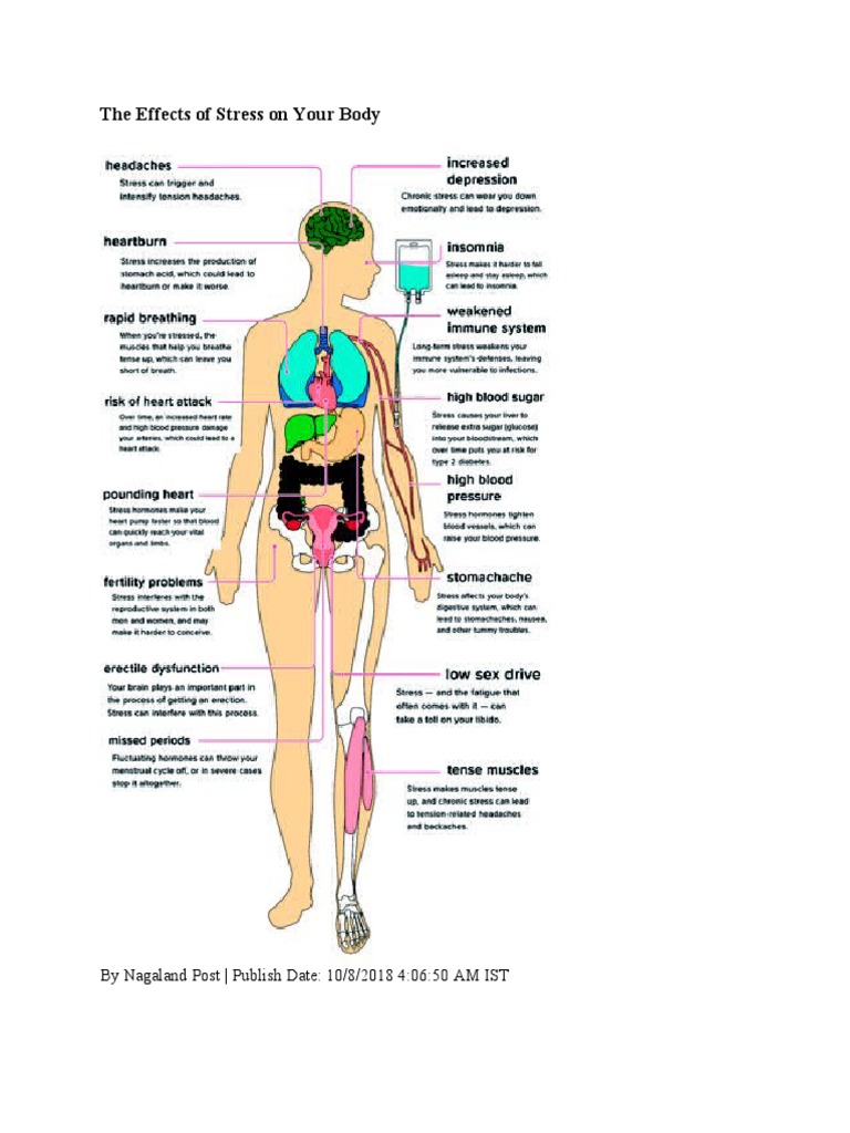 The Effects of Stress On Your Body 1 | PDF | Fight Or Flight Response ...