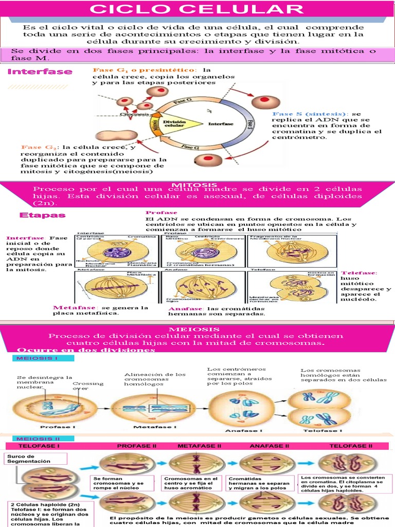 Infografía del Ciclo Celular y Mitosis | PDF | Mitosis | Mitosis