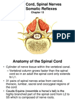 Chapter-Spinal Cord