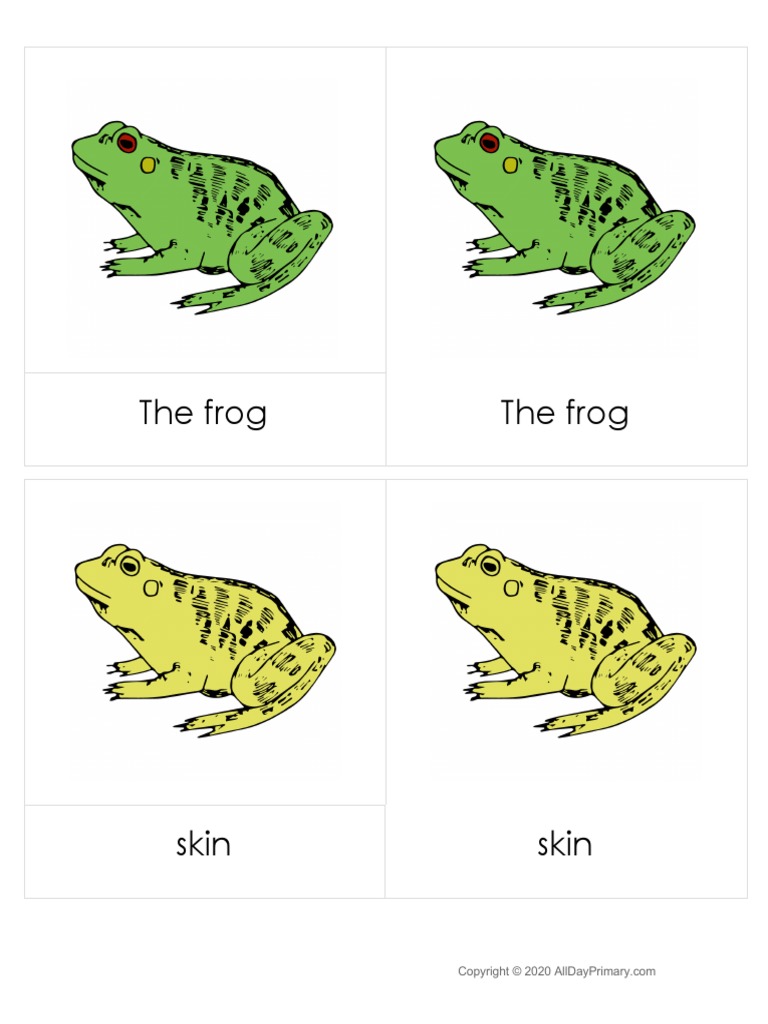 The Frog The Frog PDF