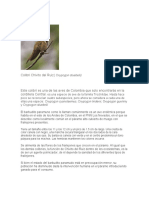 Colibri Chivito de Paramo